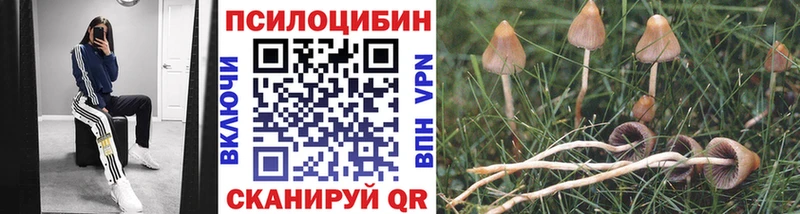 Купить где  Нальчик  Псилоцибиновые грибы GOLDEN TEACHER 